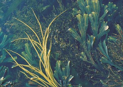 Saw wrack and sea oak