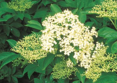 The common elder