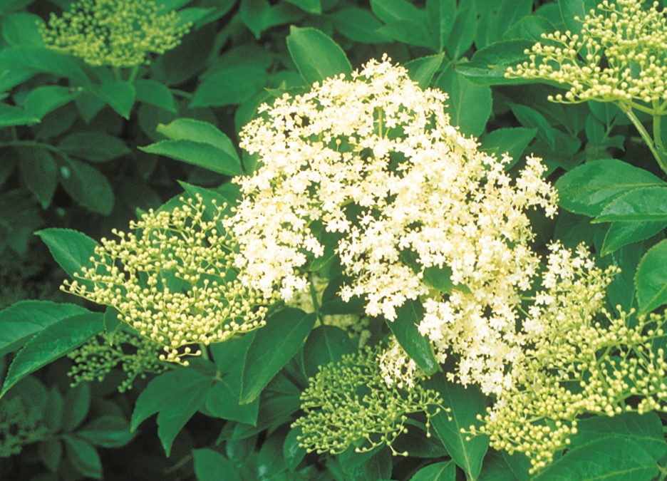 The common elder