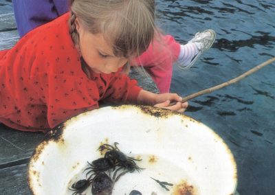 The common shore crab