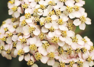 Common yarrow
