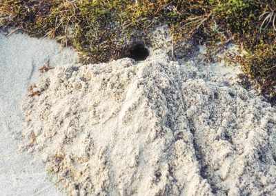 An active mouse hole