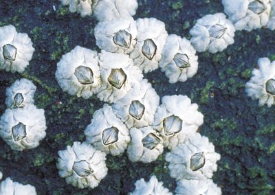 Barnacles