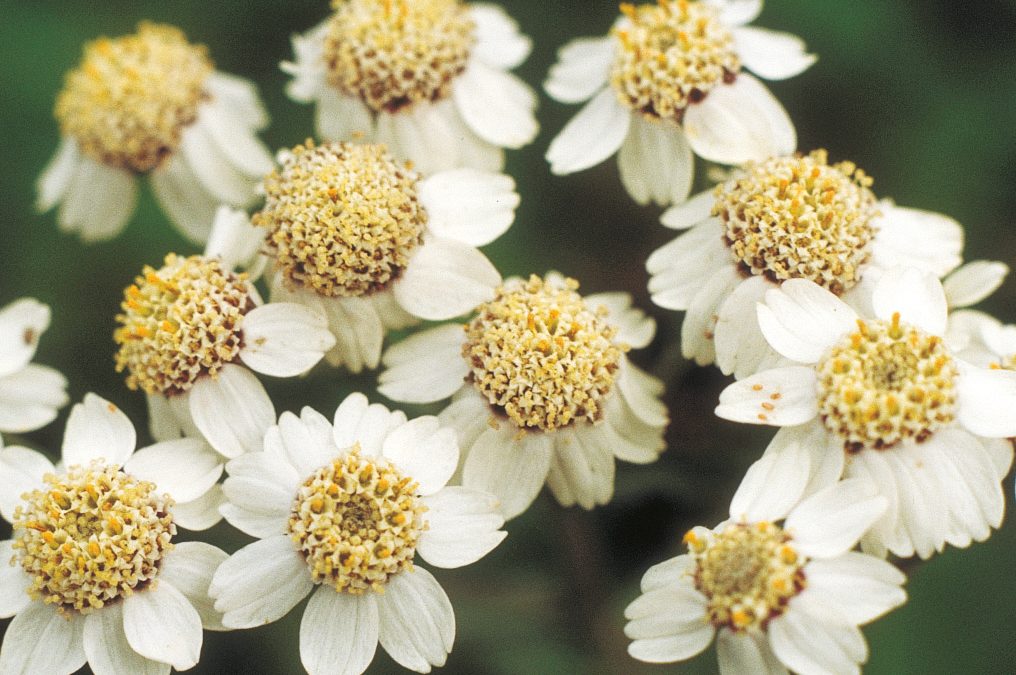The sneezewort