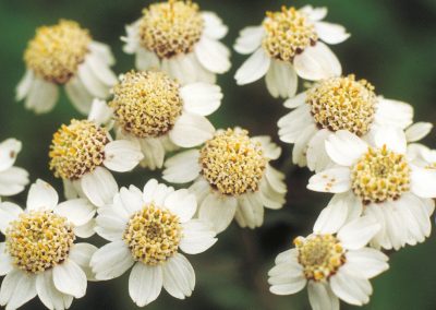 The sneezewort