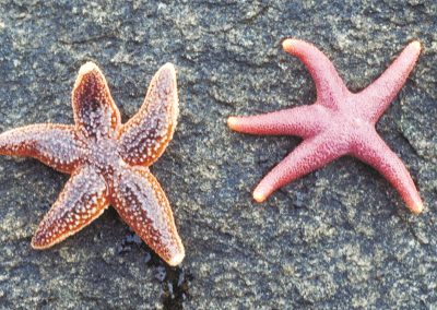 Starfish