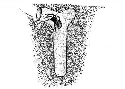 Hide away in small burrows