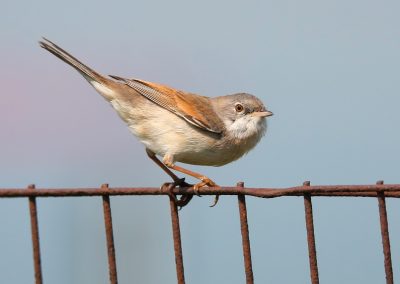 The whitethroat
