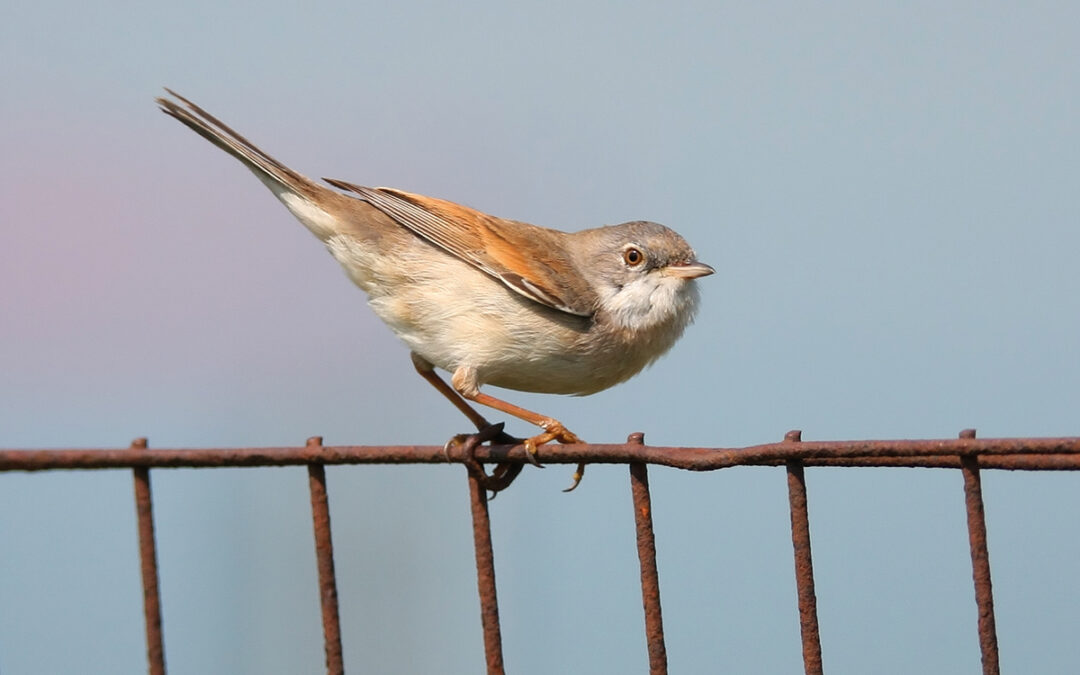 Whitethroat, Kingsgate