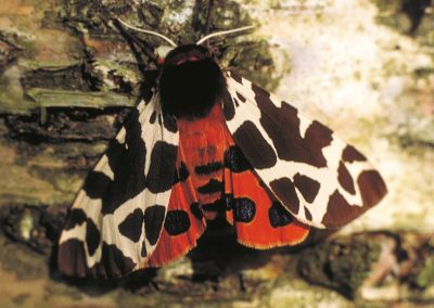 Great tiger moth