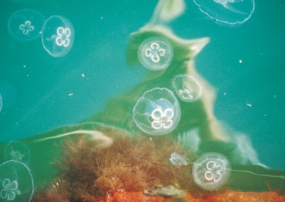 Moon jellyfish