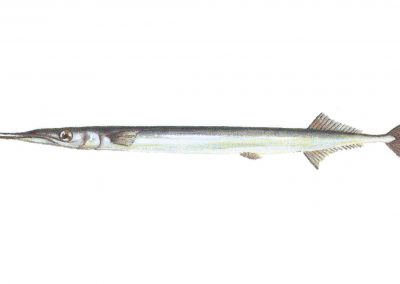 The garfish