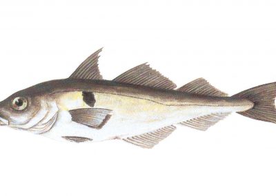 The haddock