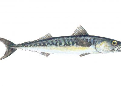 The mackerel