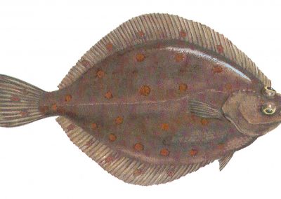 The plaice