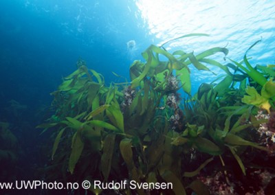Kelp