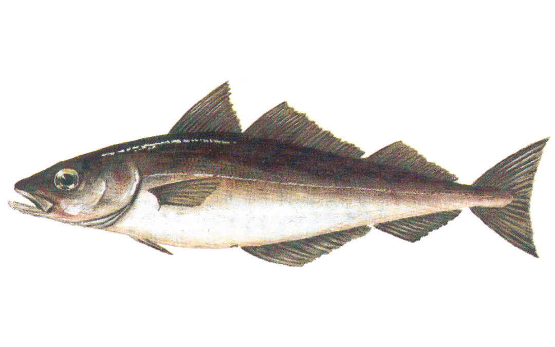 seien-ny