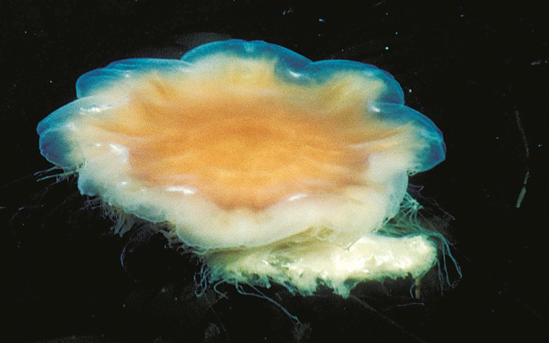 Lion’s mane