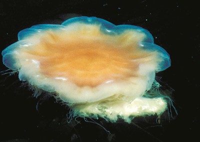 Lion’s mane