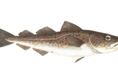 The cod